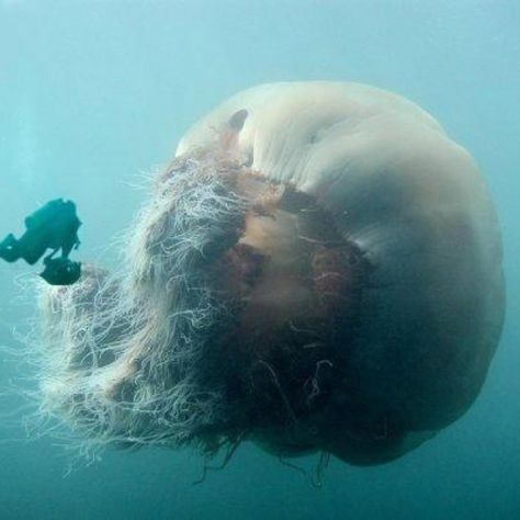 Largest and oldest jellyfish Giant Jellyfish, Jellyfish Species, Lion's Mane Jellyfish, Mind Blowing Pictures, Creature Marine, Lions Mane, Fauna Marina, Lion Mane, Rare Animals