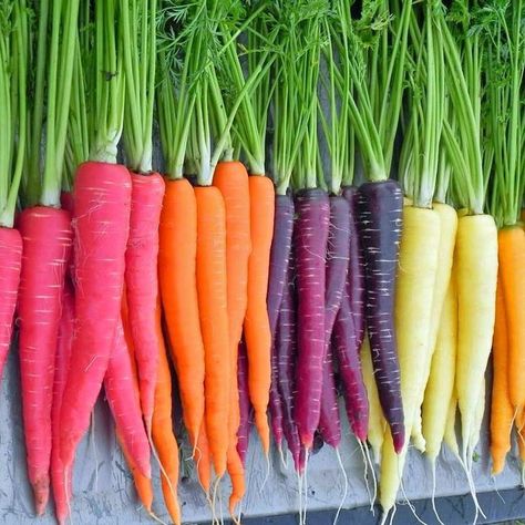 A rainbow of carrots. Yes, those are all real carrots. No, they are not dyed. Yes, they taste like carrots if you close your eyes. Colored Carrots, Health Benefits Of Carrots, Dr Sebi Alkaline Food, Colorful Carrots, Carrot Benefits, Red Carrot, Dr Sebi Alkaline, Roofing Colors, Carrot Vegetable