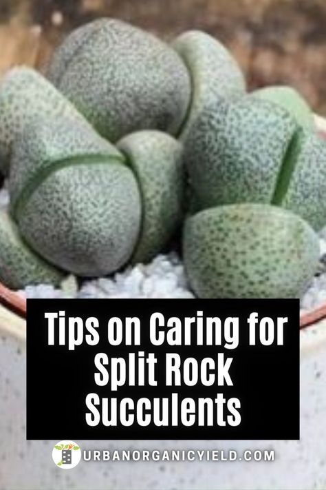 Living Rocks Succulent, Split Rock Succulent, Replanting Succulents, Succulents Care, Soil Types, Rock Plants, Split Rock, Stone Plant, Succulent Garden Design