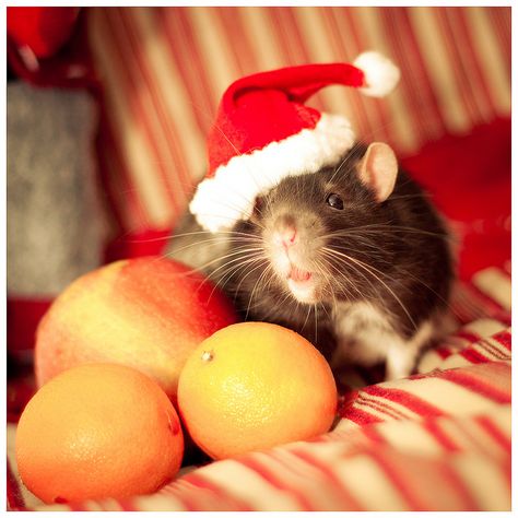 Celebrating christmas - Rat version No. 5 by Faugel, via Flickr Rat Christmas, Fancy Rat, Christmas Matching, Cute Rats, Mouse Rat, Celebrating Christmas, Pet Rats, Rodents, No 5