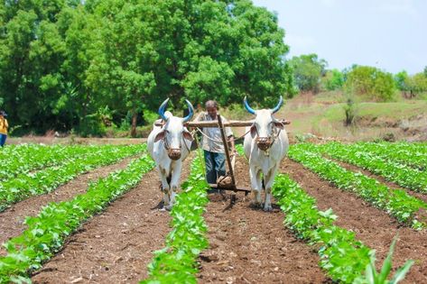 Indian farming technique Premium Photo | Premium Photo #Freepik #photo #flower #people #green #man Vegetable Garden Drawing, Save Energy Paintings, Indian Farming, Vegetable Gardening Ideas, Agriculture Pictures, Agriculture Photography, Agriculture Photos, Rural Photography, Farming Techniques