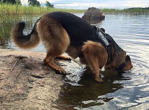 Trying to find Nemo! @mr_ricoslife germanshepherd #germanshepherds #germanshepherdmemes #germanshepherdphotos #germanshepherddog #gsdstagram #germanshepherdpictures#gsd #gsdphotos #gsdpictures German Shepherd, German Shepherds, German Shepherd dog, german shepherd memes, german shepherd photos, gsdstagram, german shepherd pictures, gsd, gsdphotos, gsd pictures German Shepherd Harness, Dog Vision Board, Belgian Malinois German Shepherd, Dog Vision, German Shepherd Police, German Shepherd Memes, German Shepherd Photos, German Shepherd Pictures, Dog German Shepherd