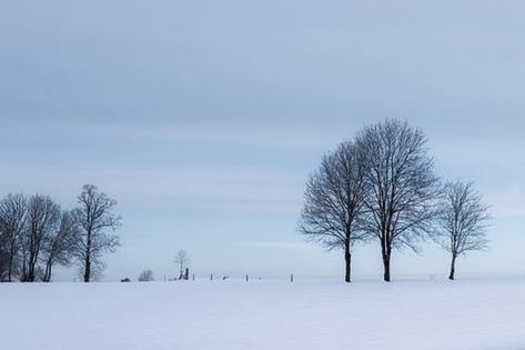 Snowy Terrain, I Love Snow, Adobe Photoshop Lightroom, Growing Tree, Photoshop Lightroom, Winter Time, Free Stock Photos, Lightroom, High Resolution