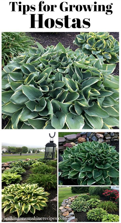 Different Types Of Plants, Hosta Gardens, Shade Garden Plants, Hosta Plants, Garden Wallpaper, Beautiful Flowers Garden, Landscaping Tips, Garden Yard Ideas, Shade Plants