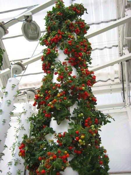 Hydroponic Cherry Tomato Tower... Florida Tomato Tower, Aquaponics Setup, Rooftop Greenhouse, Building Rooftop, Vertical Hydroponics, Hydroponics Gardening, Urban Farms, Smart Farm, Hydroponic Farming