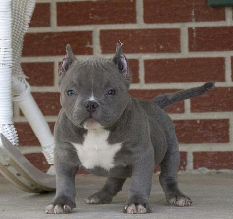 Baby Bully Blue/White Bully Blue, Pitbull Dog Puppy, Bully Dogs, Bully Breeds Dogs, Bully Dog, Pitbull Puppies, Bull Terrier Dog, Bully Breeds, Pit Bulls