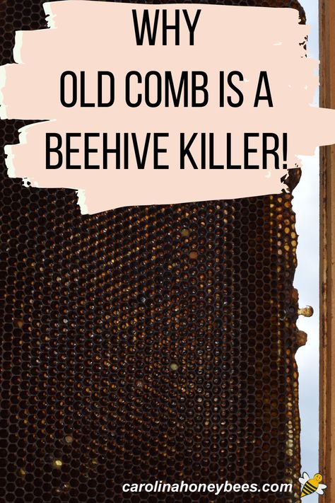 Dark aging honeycomb in hive frame, why old comb is a beehive killer. Bee Stand Ideas, Beekeeping Aesthetic, Homestead Binder, Hive Beetles, Homesteading Projects, Honey Bee Farming, Bee Keeping Hives, Backyard Beehive, Bee Hives Boxes