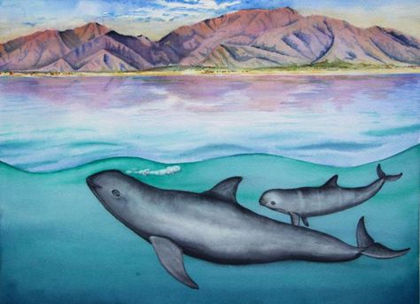 There are only 97 of these adorable porpoises left. In four years there will be none – Quartz Shark Watercolor, Watercolor Whale, Constellation Print, Watercolor Ocean, 11x14 Print, Linen Paper, Whale Shark, Narwhal, Ocean Art