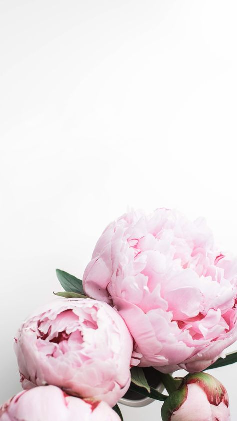 Peony Wallpapers - Top Free Peony Backgrounds - WallpaperAccess Pink Wallpaper Light, Victoria Secret Pink Wallpaper, Pink Wallpaper Quotes, Pink Wallpaper Desktop, Pastel Pink Wallpaper, Pink Glitter Wallpaper, Iphone Arkaplanları, Pink Wallpaper Girly, Pink Wallpaper Backgrounds