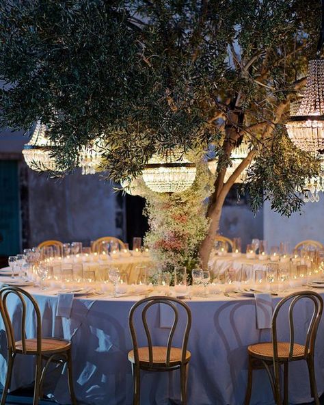 Olive Tree Wedding Theme, Olive Tree Wedding Decor, Olive Tree Wedding, Wedding Tree Decorations, Potted Olive Tree, Classy Vibes, Olive Wedding, Ring Ceremony, Wedding Chandelier