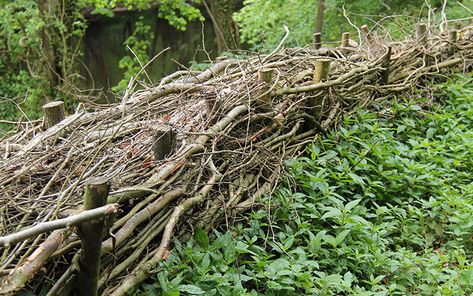 Rustic Garden Fence, Diy Garden Fence, Natural Fence, Living Fence, Wildlife Gardening, Forest Garden, Garden Borders, Garden Trellis, Garden Fencing