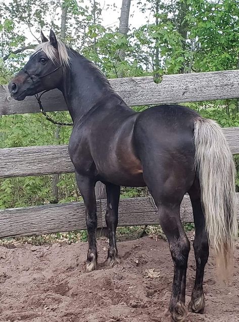 Black Bay Horse, Horse Playing With Ball, Silver Bay Horse, Chocolate Palomino, Rare Horse Breeds, Horse Coats, Horse Colors, Palomino Horse, Morgan Horse