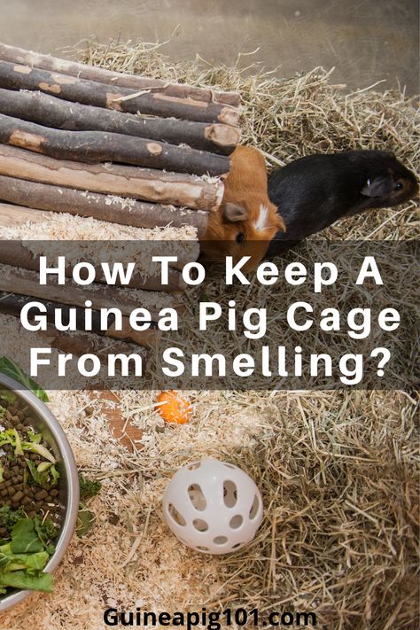 Gineau Pig Cage Ideas, Gineau Pig Cage Ideas Diy, Diy Guinea Pig Cage Liners, Outdoor Guinea Pig Habitat, Guinea Pig Diy Hideouts, Guinea Pig Enclosure Ideas, Guniea Pig Indoor Cage, Guinea Pig Litter Box Ideas, Guinea Pig Outdoor Enclosure