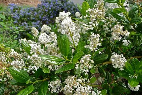 Lilac Hedge, Benefits Of Trees, White Flowering Shrubs, Garden Tools Design, California Lilac, Birds And Bees, Fragrant Garden, Dark Green Leaves, Plants To Grow