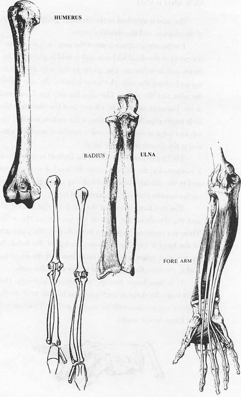 How to draw- Drawing arms-figurative art-muscular woman Humerus Anatomy, Arms Sketch, Anatomy Easy, Anatomy Arm, Sketch Hands, Bone Anatomy, Arm Anatomy, Drawing Arms, Muscular Woman