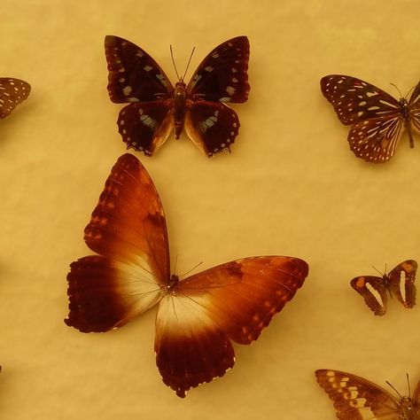 Butterfly brown and yellow aesthetic Butterflies icon Yellow Bug Aesthetic, Amber Yellow Aesthetic, Yellow Butterflies Aesthetic, Dull Yellow Aesthetic, Purple Yellow Aesthetic, Mustard Yellow Aesthetic, Orange Butterflies, Enemy Of The State, Star Wars Canon