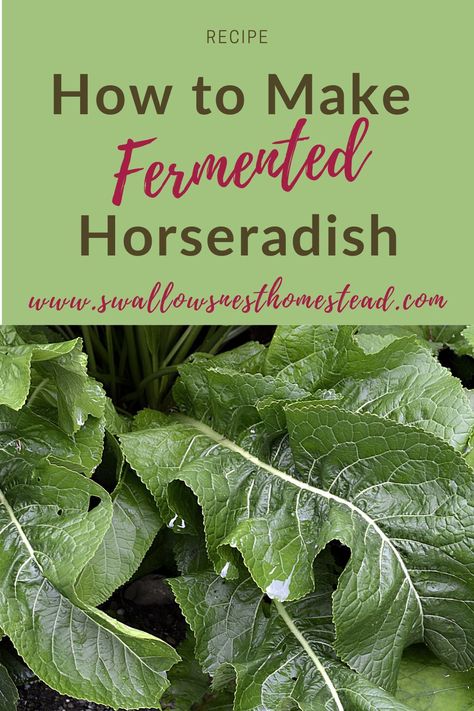 Fermented horseradish is a spicy, easy to make condiment you don't want to miss out on! Fermented Horseradish, Horseradish Recipes, Fermented Honey, Homesteading Diy, Fermentation Recipes, Vegetable Peeler, Fermented Foods, Fermenting, Food Stuff