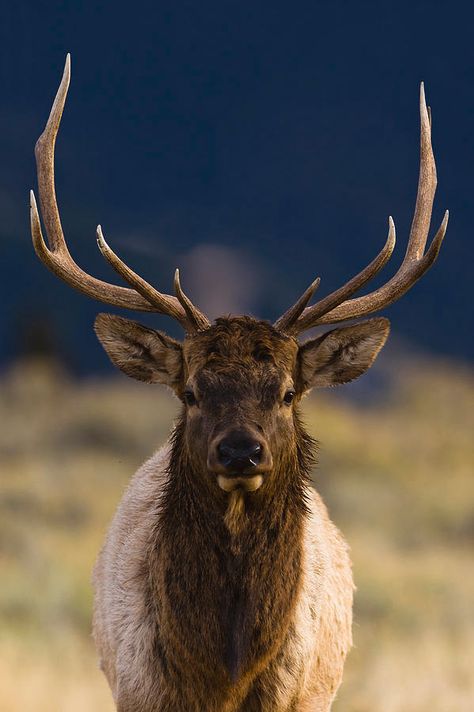 Bull Elk Drawing, Bull Elk Photography, Elk Painting, Elk Drawing, Elk Portrait, Roosevelt Elk, Elk Pictures, Notebook Idea, Water Deer