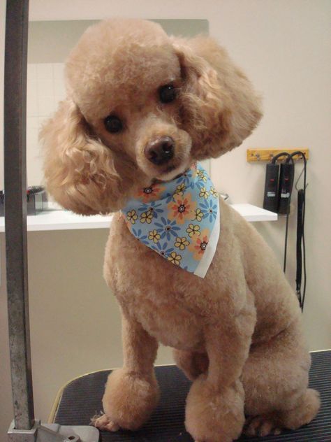 freshly groomed poodle Dogs Personality, Toy Poodle Haircut, Anjing Poodle, Poodle Haircut Styles, Poodle Hair, Poodle Haircut, Poodle Cuts, Poodle Dogs, Positive Dog Training