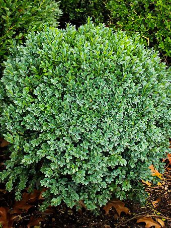 Shop Plants | The Tree Center™ Green Velvet Boxwood, Green Mountain Boxwood, Boxwood Shrubs, Box Wood Shrub, Boxwood Garden, Growing Greens, Foundation Planting, Landscape Designs, Flowering Shrubs