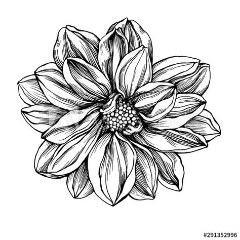 Dahlia Flower Black, Black Dahlia Tattoo, Marvel Prints, Dahlia Flower Tattoos, Dahlia Tattoo, Flower Black And White, Black And White Outline, Guan Yu, Hip Tattoos Women