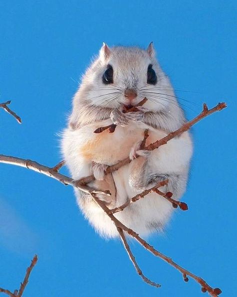 Ezo Flying Squirrel, Japanese Squirrel, Flying Squirrel Pet, Japanese Flying Squirrel, Squirrel Cute, Flying Squirrels, Cute Animal Tattoos, Incredible Nature, Japanese Animals