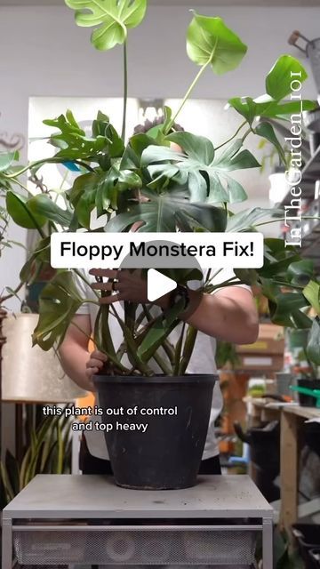 Casie’s Garden on Instagram: "To ensure your Monstera plant thrives, here are some essential care tips:  1. Lighting: Monstera plants thrive in bright, indirect light. Place your plant near a window with filtered sunlight or provide it with bright, indirect light indoors. Avoid exposing it to direct sunlight, as it can scorch the leaves.  2. Watering: Water your Monstera plant thoroughly, allowing the top inch of soil to dry out between waterings. Overwatering can lead to root rot, so it’s important to strike a balance. Monitor the soil moisture by sticking your finger into the soil— if it feels dry, it’s time to water.  3. Humidity: Monstera plants love humidity! Increase the humidity levels around your plant by misting it regularly, placing a tray of water nearby, or using a humidifier. Monstera Plant Care, Monstera Plants, Easy Care Houseplants, Bloom Where Youre Planted, Water Tray, Houseplant Care, Root Rot, Easy Care Plants, Plant Strong