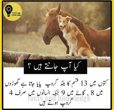 Dilchasp Malomat In Urdu, Urdu Facts, Informative Quotes, Amazing Facts About Animals, Common Sense Questions, Islamic Quiz, Facts About Animals, Stadium Wallpaper, Motivation Ideas