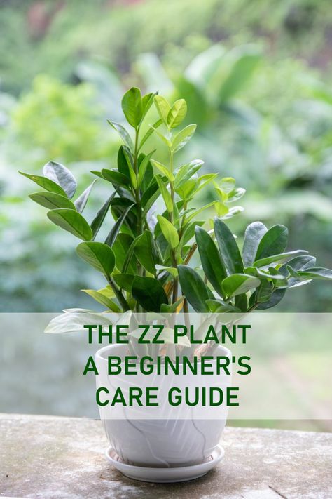 ZZ Plant Care Tips Zz Plants Houseplant, Zz Plant Care Guide, How To Take Care Of Zz Plant, Houseplant Care Guide, Zz Plant Potting Ideas, Zzz Plant Care, Zzz Plant, Zz Plant Decor, Z Plant