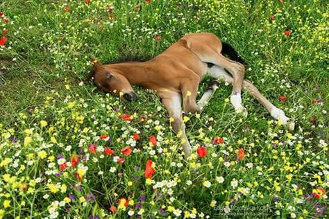 Sweet dreams--foal in flowers Horse Facts, Baby Horses, Foto Tips, Pretty Animals, Cute Horses, Pretty Horses, Horse Pictures, Horse Love, Cute Creatures