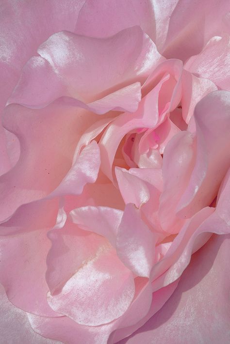 Xuebing Du, Novo Post, Pastel Pink Aesthetic, No Rain, Soothing Colors, Maleficent, Smooth Texture, Pink Aesthetic, My Flower