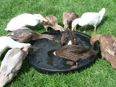 Indian Runner Ducks, Duck Houses, Runner Ducks, Duck House, 404 Error, Beautiful Birds, Ducks, Birds, Chicken