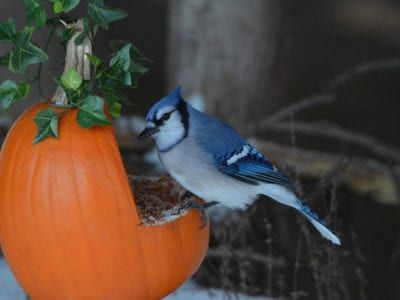 Pumpkin Bird, Pumpkin Guts, Holiday Swag, It's The Great Pumpkin, Northern Exposure, Farmers Almanac, Diy Bird Feeder, Different Birds, Kinds Of Birds