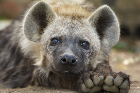 brown and black hyena #hyena #cub #close #5K #wallpaper #hdwallpaper #desktop African Civet, Carnivorous Animals, Animals Information, African Wild Dog, Wild Dogs, Hyena, Animal Ears, Cute Animal Pictures, Animal Photo