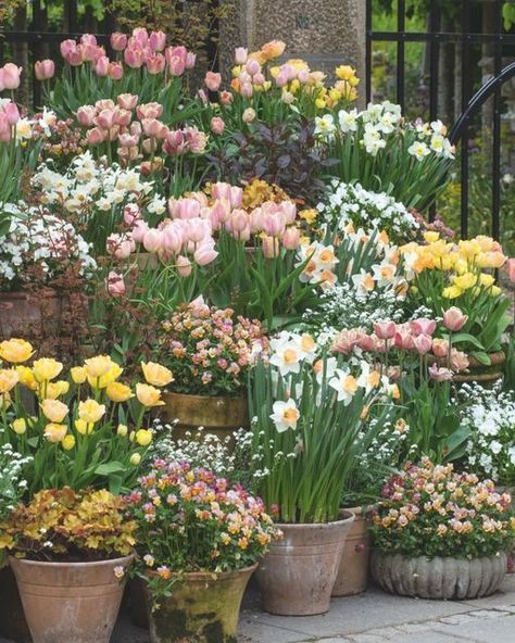 Container Tulips, Potted Bulbs, Farmer Florist, Tulips Arrangement, Front Gardens, Garden Bugs, Tulips Garden, Cut Flower Garden, Pink Garden