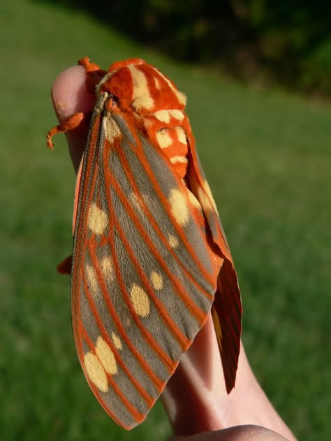 Regal Moth (Citheronia regalis) —Citheronia Ceratocampinae Saturniidae Regal Moth, Large Moth, Cute Moth, Cool Insects, Moth Caterpillar, Cool Bugs, Beautiful Bugs, Creepy Crawlies, Arthropods