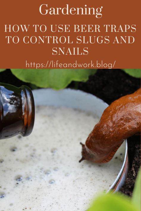 How To Use Beer Traps To Control Slugs And Snails Beer Traps For Slugs, When To Plant Strawberries, Slug Trap, Getting Rid Of Slugs, Soda Floats, Alcohol Poisoning, Types Of Beer, Stabilized Whipped Cream, Home Gardens