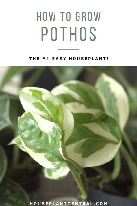 Epipremnum aureum | Pothos plant care & info - Houseplant Central Pothos Plant Care, Climber Plants, Indoor Grow, Epipremnum Aureum, Golden Pothos, Pothos Plant, Growing Indoors, Plant Care, Green Leaves