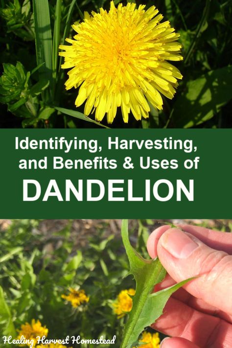 Foraging for dandelion means you have to know how to identify it properly. Find out how to forage, harvest, and use dandelion! All the parts of this amazing edible and medicinal herb are useful. #foraging #harvesting #identifying #dandelion #benefits #uses #howtomake #plantmedicine #herbalism #healingharvesthomestead Outdoor Garden Decor Ideas, Dandelion Plant, Dandelion Leaves, Medicinal Herb, Coconut Health Benefits, Herbal Apothecary, Garden Decor Ideas, Dandelion Flower, Wild Edibles