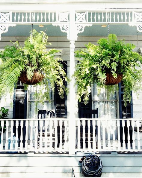 Fern On Front Porch, Hanging Ferns On Porch, Ferns On Porch, Front Porch Ferns, Ferns On Front Porch, Porch Ferns, Southern Front Porch Ideas, Diy Patio Garden, Southern Front Porch