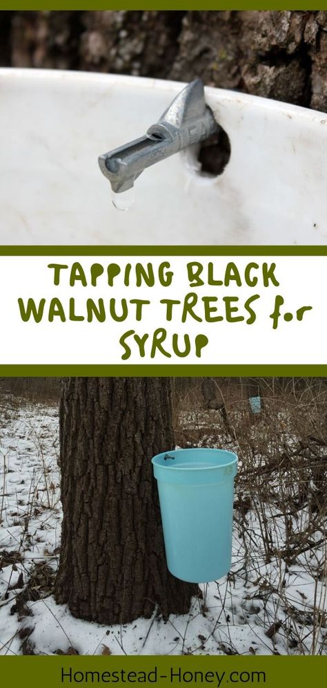 Black Walnut Syrup Recipe, Black Walnut Harvesting, Black Walnut Syrup, Walnut Syrup, Maple Syrup Taps, Tree Tapping, Diy Maple Syrup, Make Syrup, Tapping Maple Trees