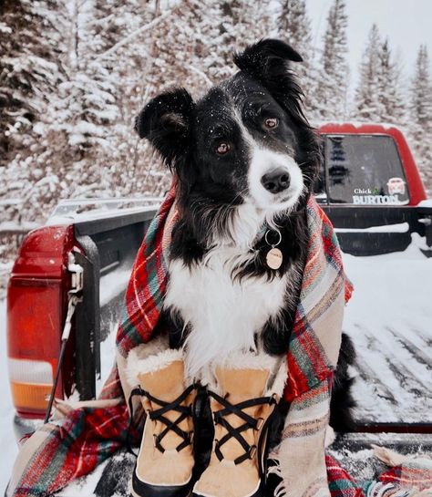 Christmas Dog Photography, Christmas Border Collie, Border Collie Christmas, White Border Collie, Cute Border, Trail Dog, She Is, Dog Photoshoot, Really Cute Dogs