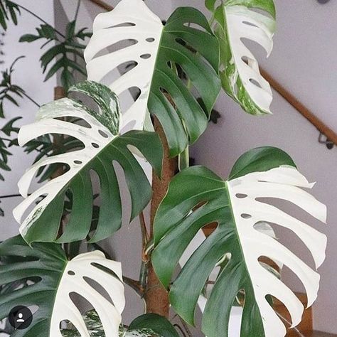 Artful Plants on Instagram: “This dramatic plant is trending...hard! Half white leaves, big splits, too. This specimen is the Monstera Albo Variegata. This week we'll…” Plante Monstera, Plant Goals, Staghorn Fern, White Leaves, Variegated Plants, Diy Plant Stand, Plant Decor Indoor, Plant Aesthetic, Monstera Plant