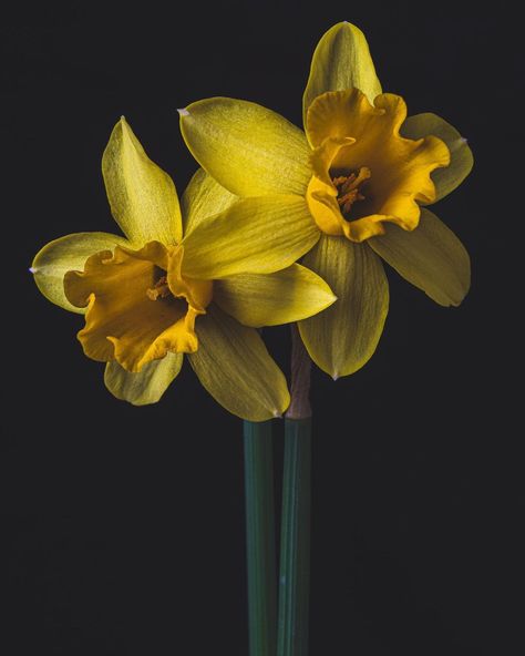 Narcissus Photography, Narssicus Flower, Narcissus Myth, Daffodil Photography, Nature Photography Trees, Narcissus Flower, Paint Flowers, Floral Drawing, Star Wars Wallpaper