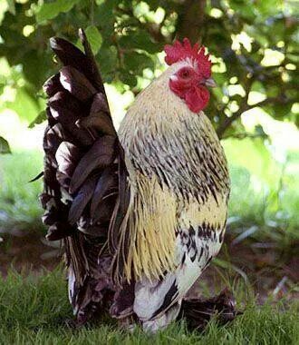 Wow brown tail feathers Hen With Chicks, Australorp Chicken, Chicken Wallpaper, Chicken Life, Rooster Painting, Beautiful Chickens, Pastel Sec, Keeping Chickens, Poultry Farm