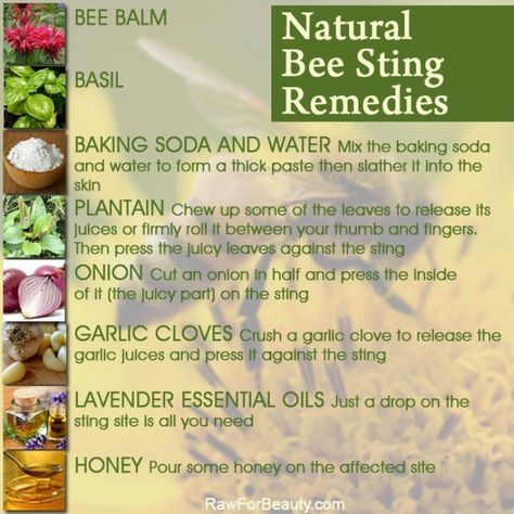 Bee stings Bee Sting Remedies, Bee Sting Remedy, Bee Sting Relief, Remedies For Bug Bites, Hornet Sting, Remedies For Bee Stings, Bug Bites Remedies, Natural Medicine Cabinet, Garlic Juice