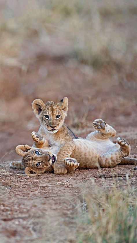 lion tattoo lion drawings lion king lion cub lion cub playing lion cub wallpaper lions anime anime aesthetic animals animal tattoos animal print wallpaper animal aesthetic Lion Drawings, Lion Cub Tattoo, Lion Cubs Playing, Baby Lions, Baby Lion Cubs, Tattoo Lion, Lion Cubs, Leopard Cub, Lion Photography