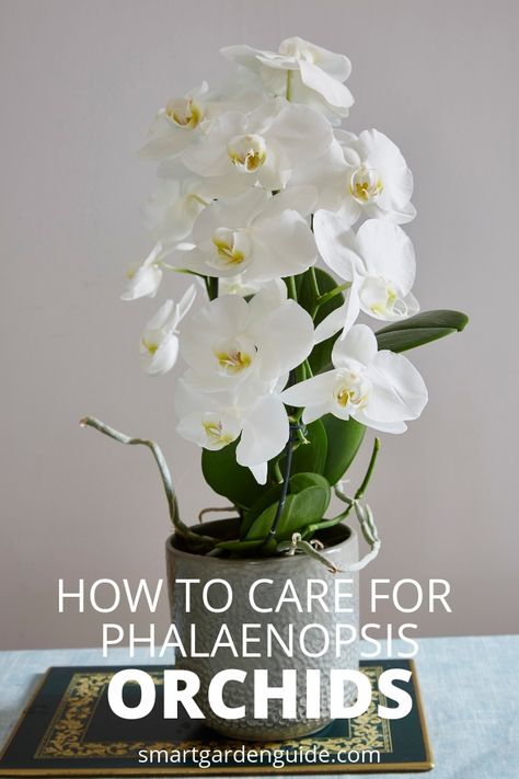 Phalaenopsis orchid care for beginners. Learn the easy way to care for orchids. Everything you need to know to care for phalaenopsis orchids, from watering and fertilizing, to where to put them in your home to keep them happy. Orchid Roots Growing Out Of Pot, Drawing Learning, Orchids Care, Regrow Vegetables, Phalaenopsis Orchid Care, Repotting Orchids, Orchids In Water, Cage Decor, Indoor Orchids