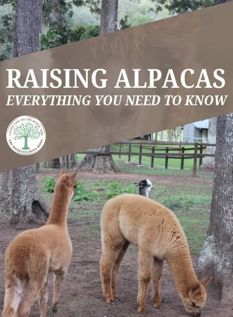 If you're thinking about raising alpacas, we've put together this very comprehensive guide, detailing every possible aspect of how to take care of these adorable animals. #homesteading #alpacas #livestock Alpaca Facts, Homesteading Animals, Raising Farm Animals, Homestead Farm, Alpaca Farm, Future Farms, Mini Farm, Barnyard Animals, Animal Crossing Qr