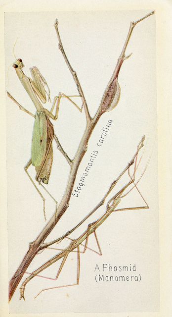 I wish I was as devout as this guy, always praying... Insect Print, Science Illustration, Praying Mantis, Insect Art, Scientific Illustration, Bugs And Insects, Nature Illustration, Book Plates, Botanical Illustration